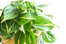 Load image into Gallery viewer, Philodendron Cordatum Brasil