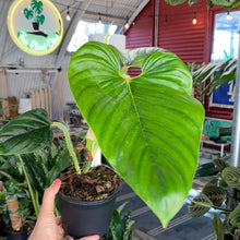 Load image into Gallery viewer, Philodendron Serpens