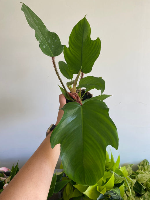 Philodendron Squamiferum