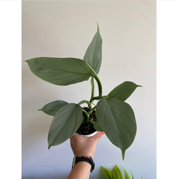 Philodendron Silver Sword