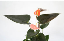 Load image into Gallery viewer, Anthurium Rainbow Champ