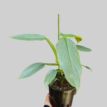 Load image into Gallery viewer, Philodendron Silver Sword