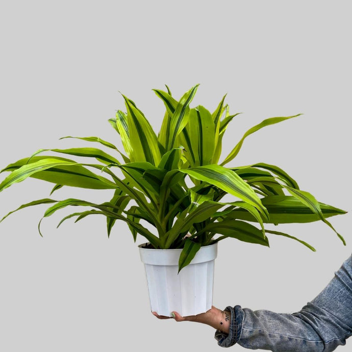 Dracaena Kristi