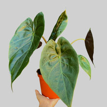 Load image into Gallery viewer, Alocasia Wentii