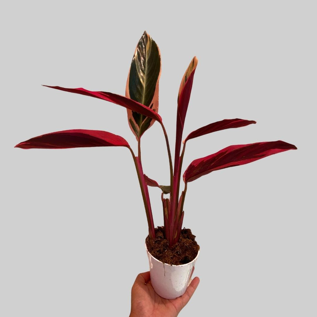 Stromanthe Triostar- Tricolor Prayer Plant