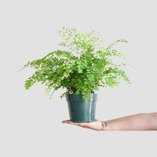 Load image into Gallery viewer, Fern Maiden Hair - Adiantum