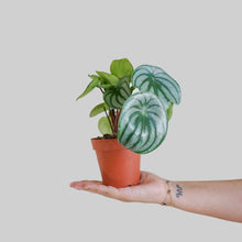 Load image into Gallery viewer, Peperomia Watermelon