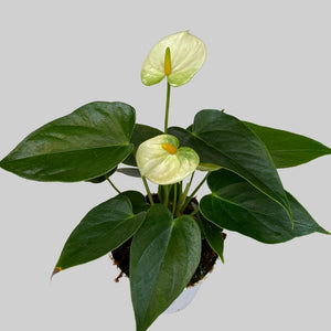4" Anthurium Vanilla