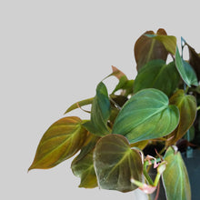 Load image into Gallery viewer, Philodendron Micans - Velvet Leaf Philodendron