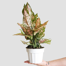 Load image into Gallery viewer, Aglaonema Valentine - Chinese Evergreen