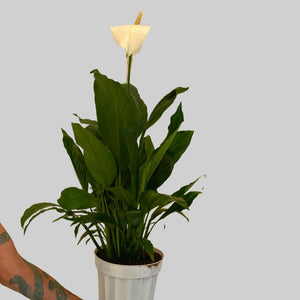 Spathiphyllum Dario- Peace Lily