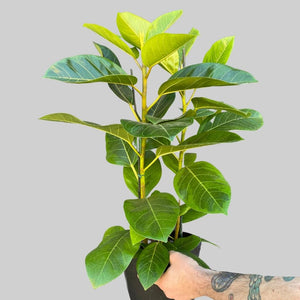 8" Ficus Altissima
