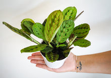 Load image into Gallery viewer, Maranta Red - Prayer Plant