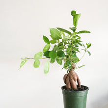 Load image into Gallery viewer, Ficus Ginseng - Ficus Retusa