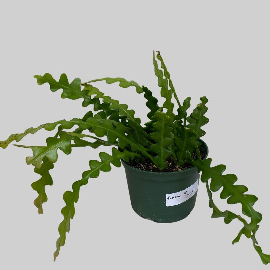 Fishbone Cactus - Epiphyllum Anguliger