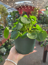 Load image into Gallery viewer, Pilea Peperomiodes - Chinese Money Plant