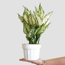 Load image into Gallery viewer, Aglaonema First Diamond - Chinese Evergreen
