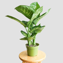 Load image into Gallery viewer, Dieffenbanchia Tropic Snow - Dumb Cane