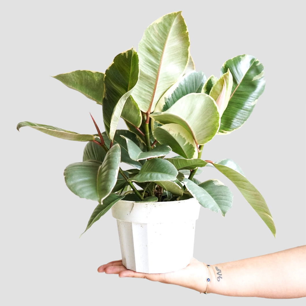 Ficus Decora Tineke - Rubber Plant