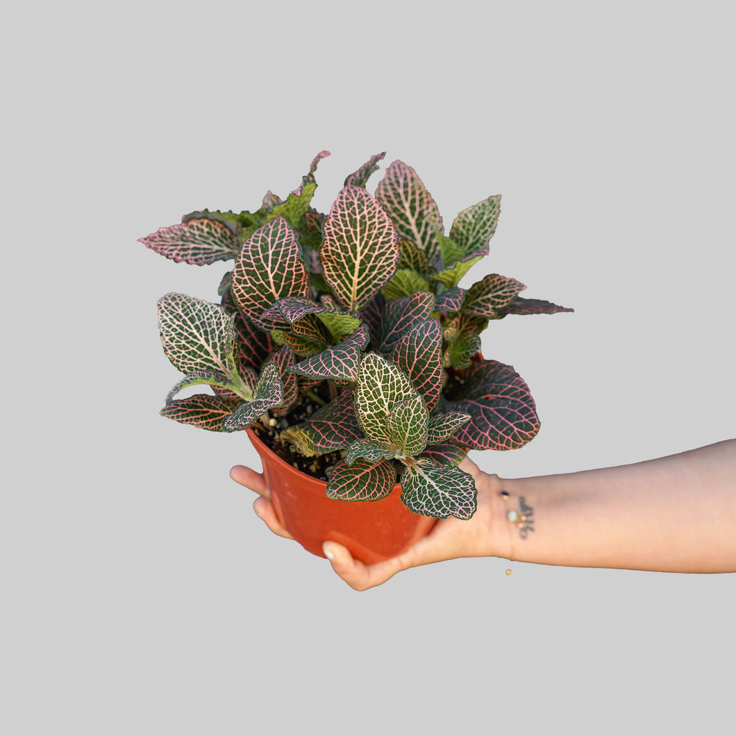 Fittonia Pink- Nerve Plant