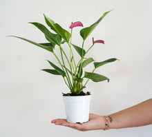Load image into Gallery viewer, 4&quot; Anthurium Cirano