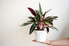Load image into Gallery viewer, Stromanthe Triostar- Tricolor Prayer Plant