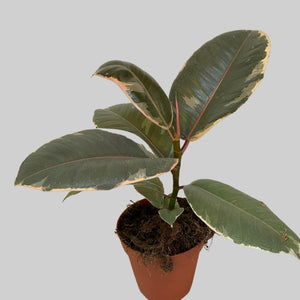 Ficus Decora Tineke - Rubber Plant