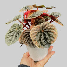 Load image into Gallery viewer, Peperomia Ambricos