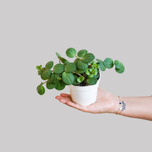 Load image into Gallery viewer, 4&quot; Peperomia Depeeana Hope