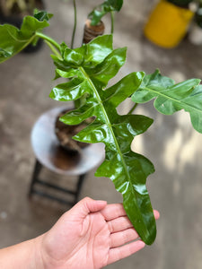 Philodendron Boo Cee