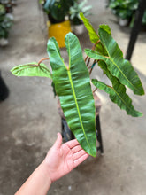 Load image into Gallery viewer, Philodendron Billietiae