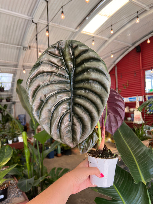 Alocasia Red Secret