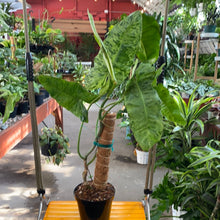 Load image into Gallery viewer, Philodendron Paraiso Verde