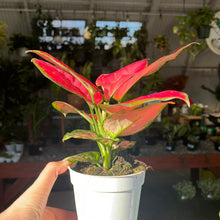 Load image into Gallery viewer, Lucky Red Aglaonema