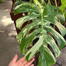 Load image into Gallery viewer, Monstera Albo (High Variegation)