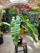 Load image into Gallery viewer, Philodendron Billietiae