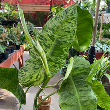 Load image into Gallery viewer, Philodendron Paraiso Verde
