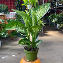 Load image into Gallery viewer, Dieffenbanchia Tropic Snow - Dumb Cane