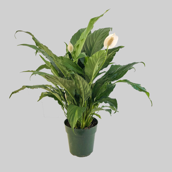 Spathiphyllum Dario- Peace Lily