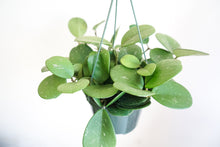 Load image into Gallery viewer, 6&quot; Hoya Obovata