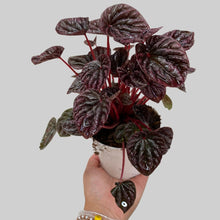 Load image into Gallery viewer, Peperomia Red Carperata- Red Ripple