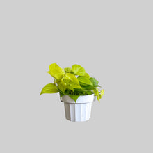 Load image into Gallery viewer, Philodendron Cordatum Neon