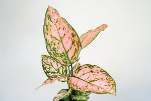 Aglaonema Valentine - Chinese Evergreen