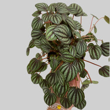 Load image into Gallery viewer, Peperomia Piccolo