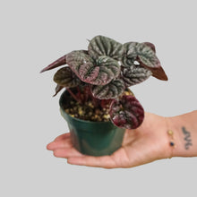 Load image into Gallery viewer, Peperomia Red Carperata- Red Ripple