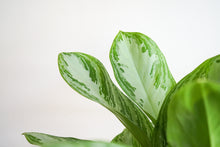 Load image into Gallery viewer, 6&quot; Silver Bay Aglaonema - Chinese Evergreen