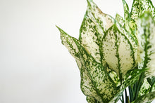Load image into Gallery viewer, Aglaonema First Diamond - Chinese Evergreen